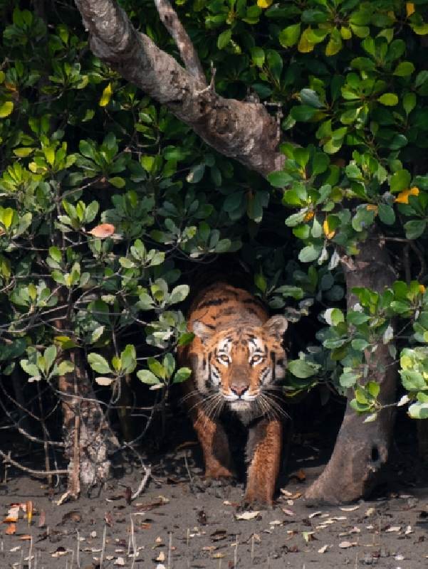 Khulna - Sundarbans