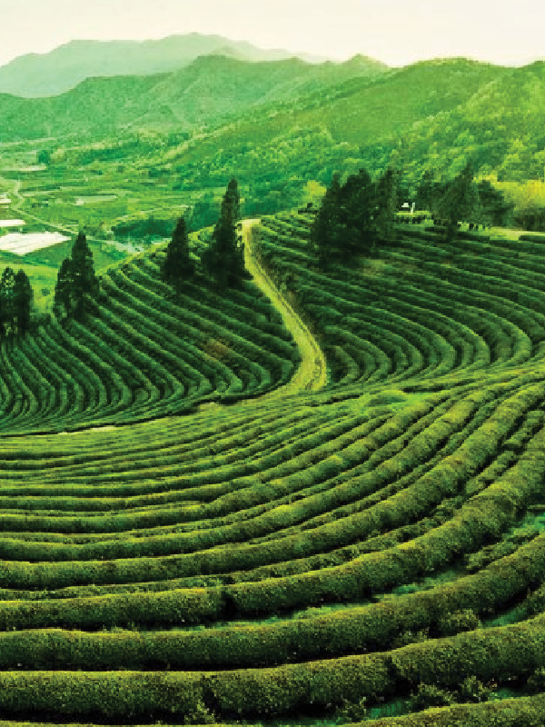 Sylhet - Sreemangal